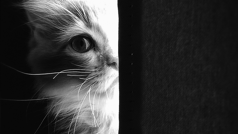 cat behind wall