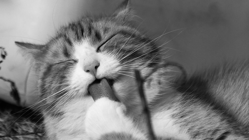 cat