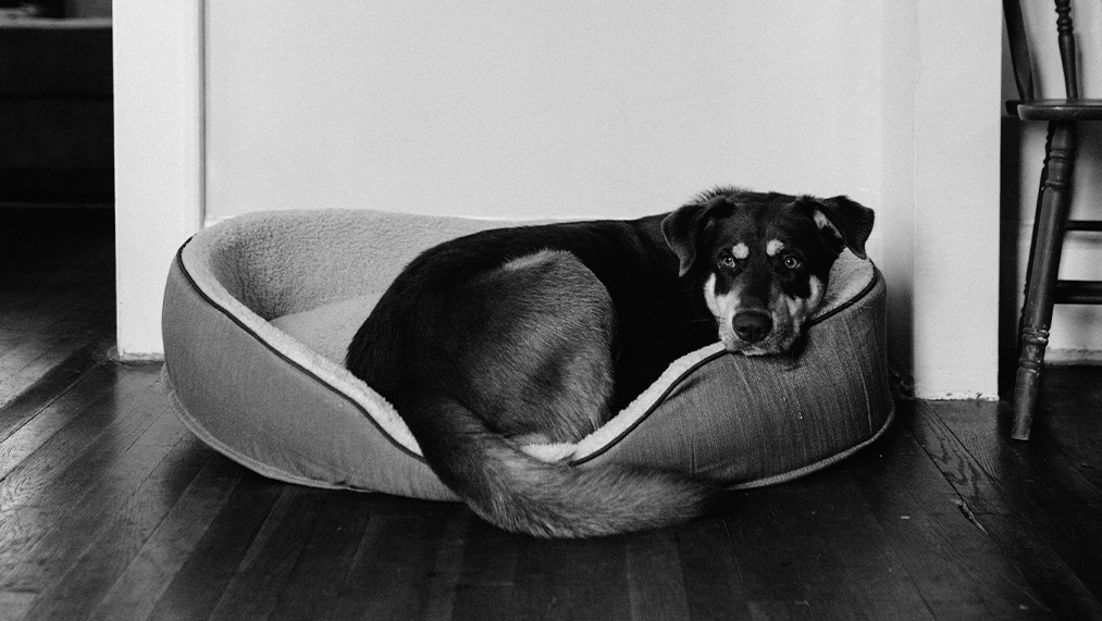 dog in bed
