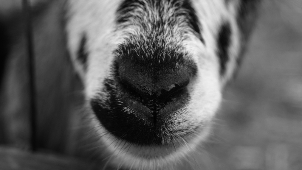 goat nose