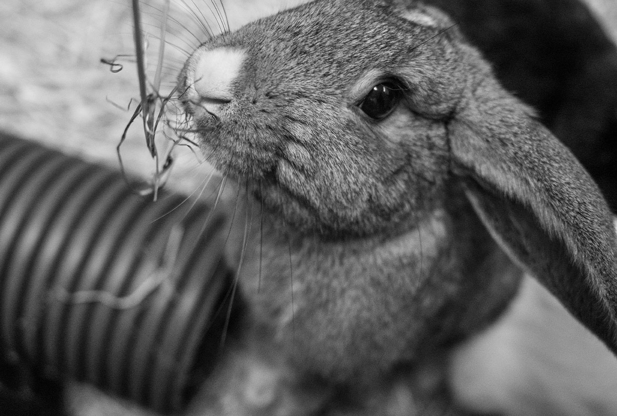 stonebridge city farm, nottingham