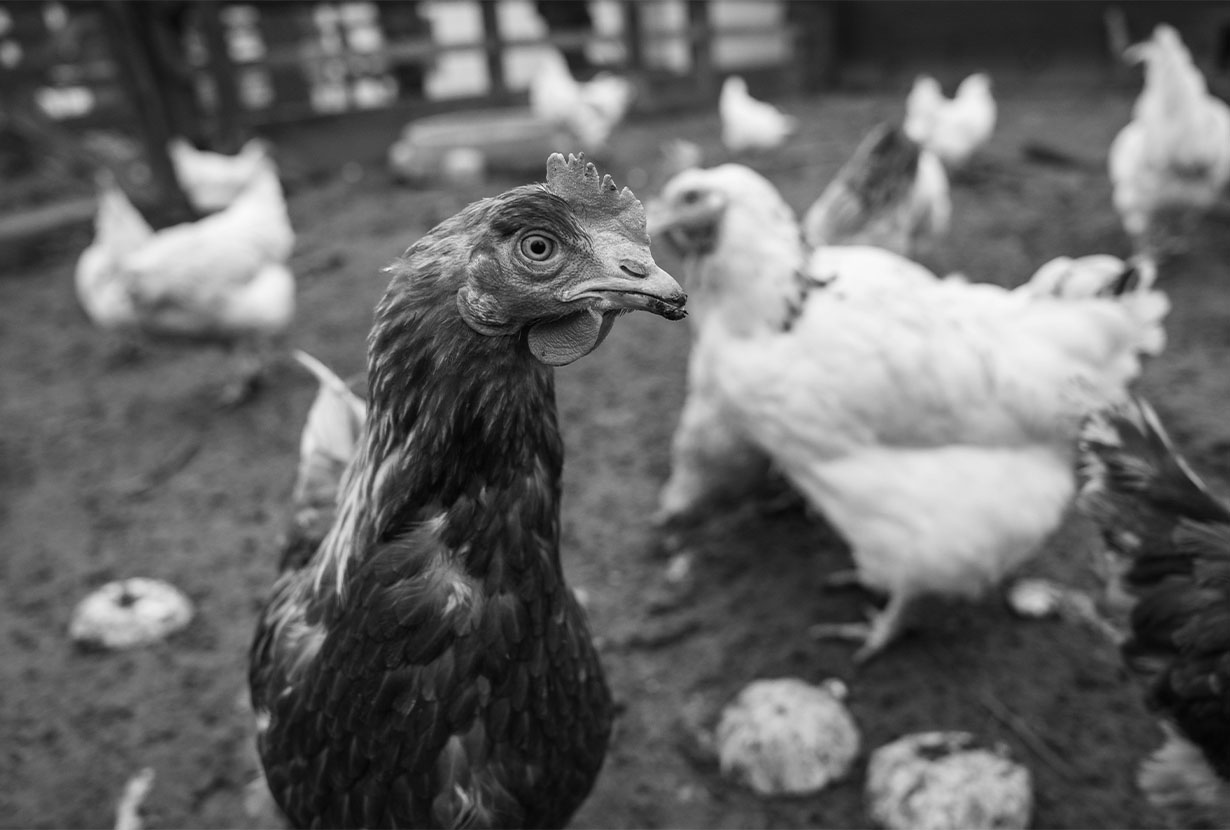 stonebridge city farm, nottingham