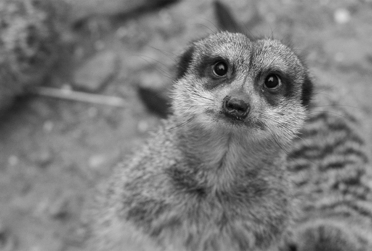 stonebridge city farm, nottingham