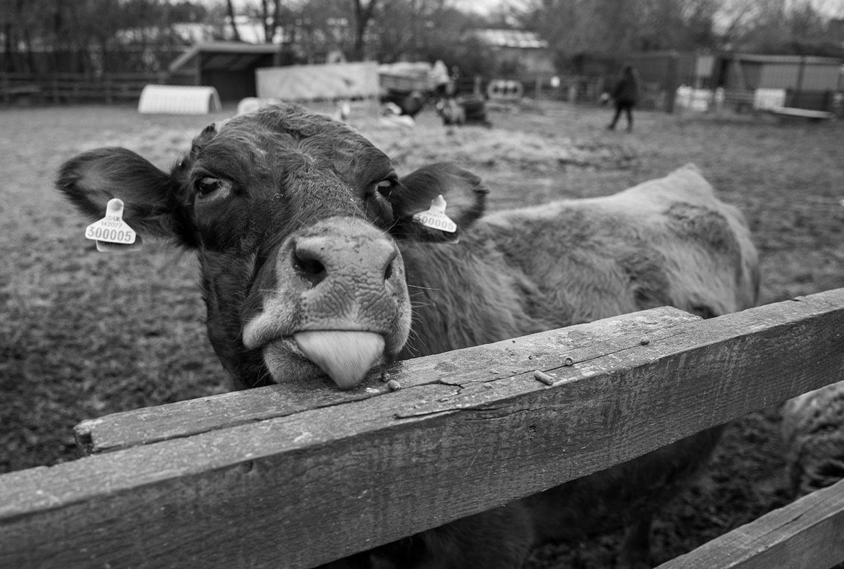stonebridge city farm, nottingham
