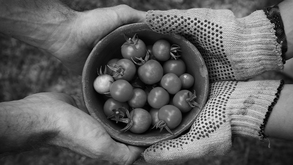 bowl of tomatoes