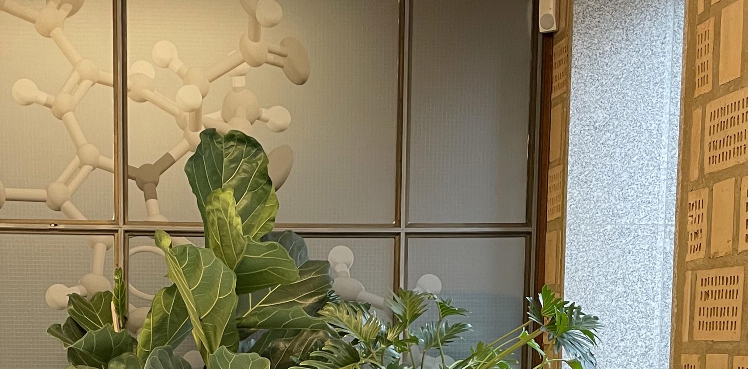image of plant and office wall
